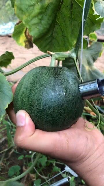 蓝宝石瓜怎么吃,解锁美味新体验