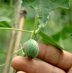 大变小瓜怎么吃,探索创意烹饪新方式