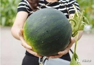 海伦斯吃瓜群,揭秘网络社交圈的趣味与争议