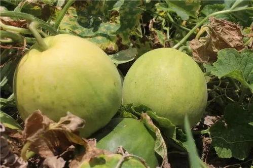 瓜乐怎么吃,解锁夏日美食新境界