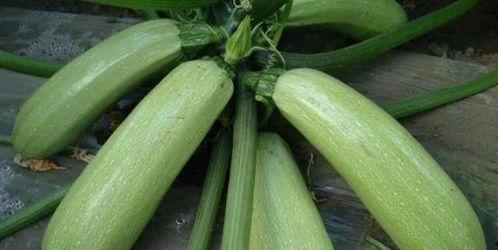 北瓜吃瓜,揭秘瓜界新宠儿的魅力与故事