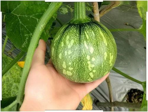 北定天吃瓜,揭秘娱乐圈幕后风云