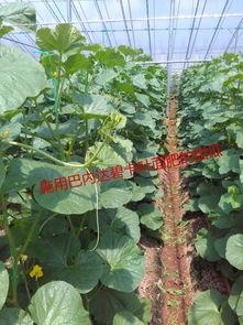 吃瓜运城,探寻这座古城的美食传奇