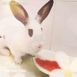 兔子吃瓜的头像,趣味盎然的卡通形象