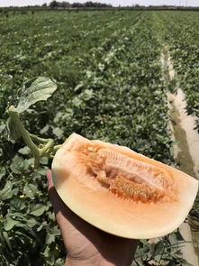 沙地蜜瓜怎么吃,解锁夏日清新口感