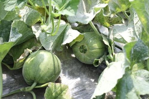 夏天吃的都是瓜