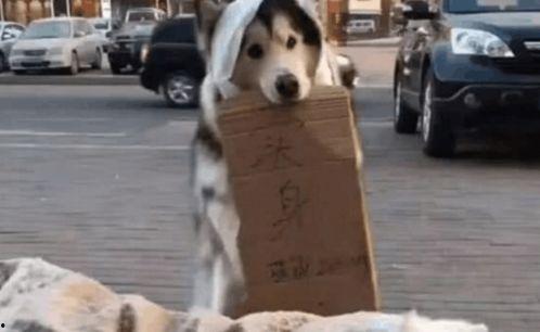 自家狗狗吃瓜群众